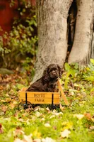 Chuck, a male Cocker Spaniel for sale in Port Crane, NY – 6 of 8