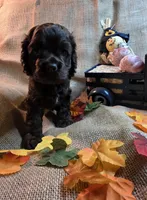 Chuck, a male Cocker Spaniel for sale in Port Crane, NY – 4 of 5