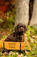 Chuck, a male Cocker Spaniel for sale in Port Crane, NY – 2 of 8