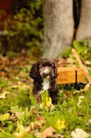 King, a male Cocker Spaniel for sale in Port Crane, NY – 1 of 7