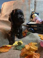 Chuck, a male Cocker Spaniel for sale in Port Crane, NY – 5 of 5