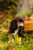 King, a male Cocker Spaniel for sale in Port Crane, NY – 2 of 7