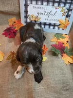 King, a male Cocker Spaniel for sale in Port Crane, NY – 5 of 7