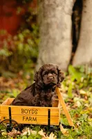 Chuck, a male Cocker Spaniel for sale in Port Crane, NY – 4 of 8