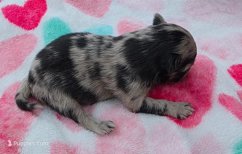 Hagert – Pomeranian puppy for sale in Arnold, MO
