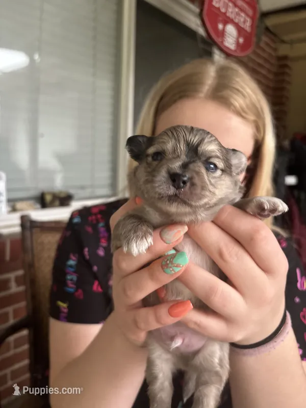 Albert – Pomchi puppy for sale in Arnold, MO