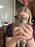 Albert, a male Pomchi for sale in Arnold, MO – 1 of 6