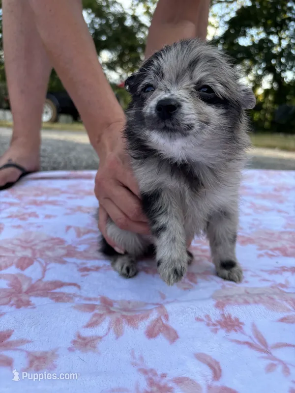Hagert-Blue Merle – Pomeranian puppy for sale in Arnold, MO