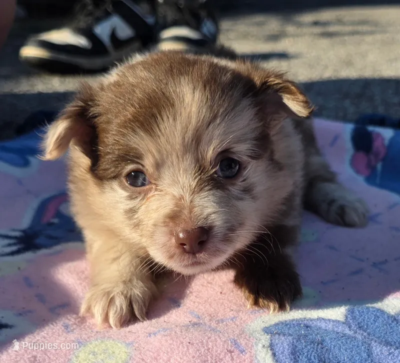 Bess-Lavender and Chocolate Merle – Pomeranian puppy for sale in Arnold, MO
