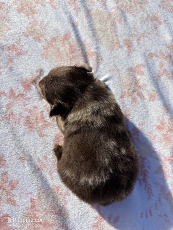 Hoss-Lavender and Chocolate Merle  – Pomeranian puppy for sale in Arnold, MO