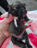 Della-Brindle, a female Pomeranian for sale in Arnold, MO – 2 of 4