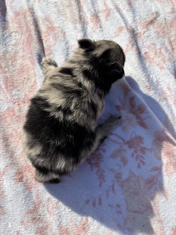 Hagert-Blue Merle – Pomeranian puppy for sale in Arnold, MO