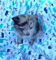 Hagert-lavender Blue Merle, a male Pomeranian for sale in Arnold, MO – 2 of 5