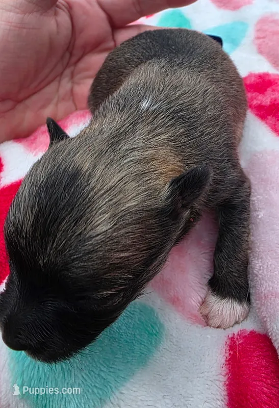 Della – Pomeranian puppy for sale in Arnold, MO
