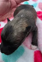 Della-Brindle, a female Pomeranian for sale in Arnold, MO – 1 of 4