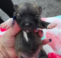 Della-Brindle, a female Pomeranian for sale in Arnold, MO – 3 of 4