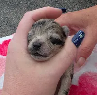 Hagert-Blue Merle, a male Pomeranian for sale in Arnold, MO – 3 of 4