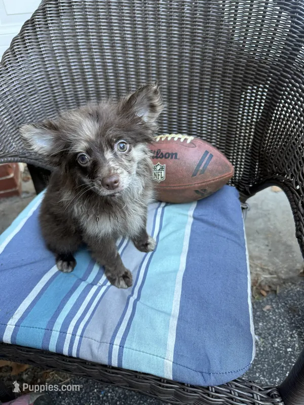 Hoss-Lavender and Chocolate Merle  – Pomeranian puppy for sale in Arnold, MO