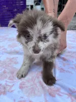 Bess-Lavender and Chocolate Merle, a female Pomeranian for sale in Arnold, MO – 1 of 10