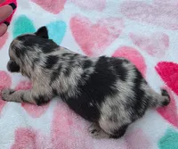 Hagert-Blue Merle, a male Pomeranian for sale in Arnold, MO – 4 of 4