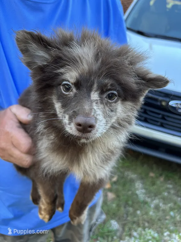 Hoss-Lavender and Chocolate Merle  – Pomeranian puppy for sale in Arnold, MO