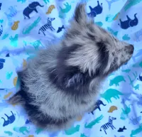 Hagert-lavender Blue Merle, a male Pomeranian for sale in Arnold, MO – 4 of 5