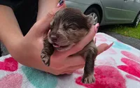 Hoss-Lavender and Chocolate Merle , a male Pomeranian for sale in Arnold, MO – 2 of 5