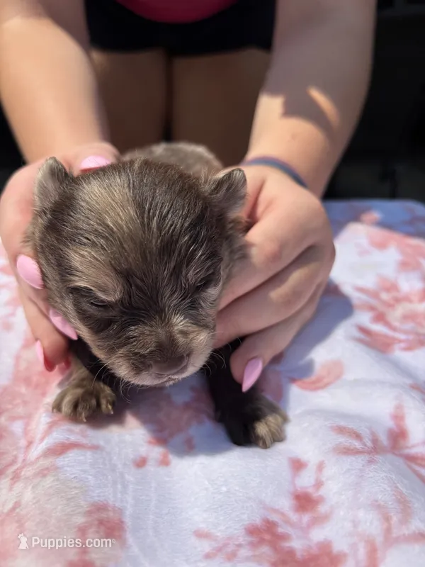 Hoss-Lavender and Chocolate Merle  – Pomeranian puppy for sale in Arnold, MO