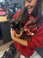 Hoss-Lavender and Chocolate Merle , a male Pomeranian for sale in Arnold, MO – 3 of 9