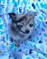 Hagert-lavender Blue Merle, a male Pomeranian for sale in Arnold, MO – 5 of 5