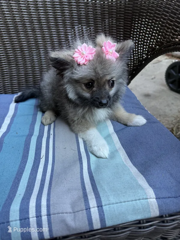 Della-Parti brindle  – Pomeranian puppy for sale in Arnold, MO