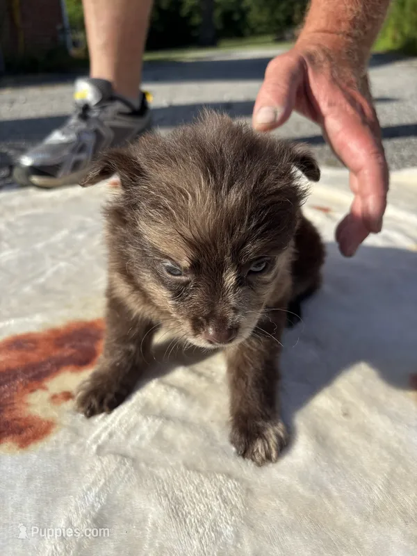 Hoss-Lavender and Chocolate Merle  – Pomeranian puppy for sale in Arnold, MO