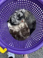Bess-Lavender and Chocolate Merle, a female Pomeranian for sale in Arnold, MO – 8 of 10