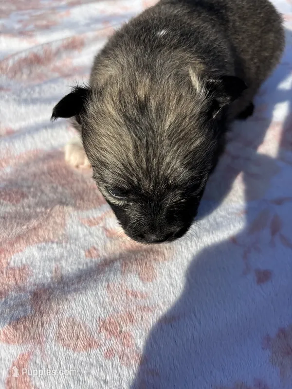 Della-parti Brindle – Pomeranian puppy for sale in Arnold, MO