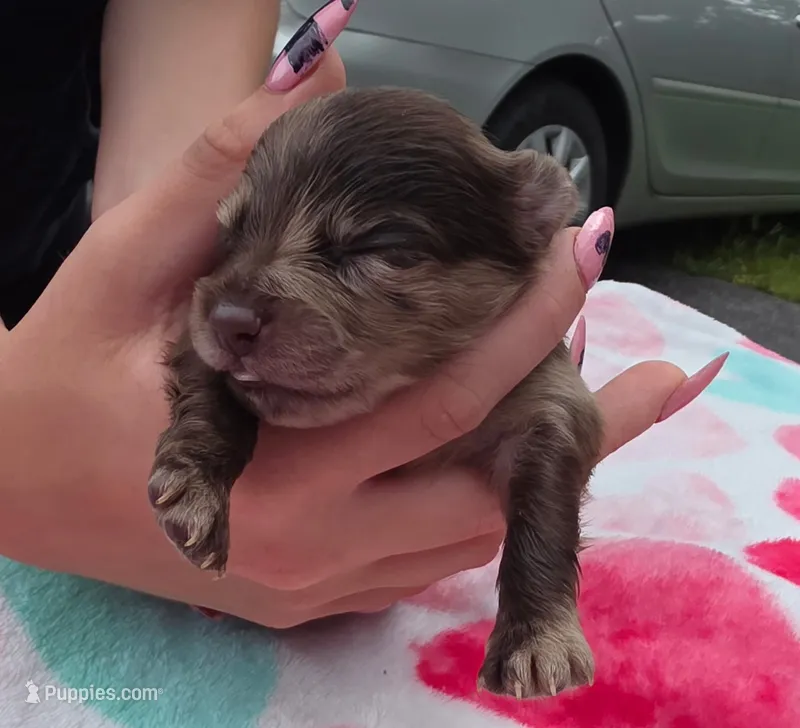 Hoss – Pomeranian puppy for sale in Arnold, MO