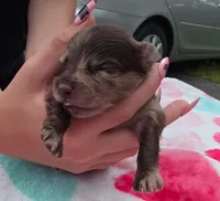 Hoss-Lavender and Chocolate Merle , a male Pomeranian for sale in Arnold, MO – 1 of 5