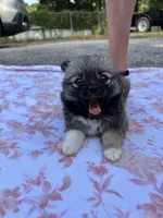 Della-Parti brindle , a female Pomeranian for sale in Arnold, MO – 5 of 5