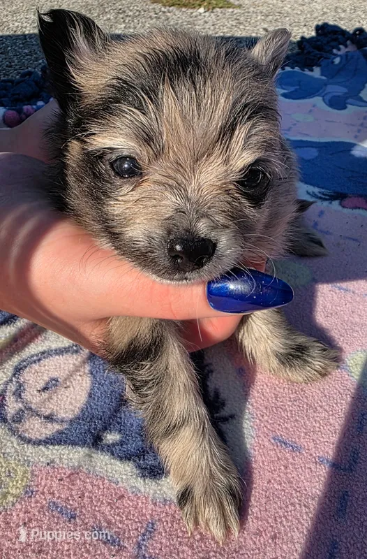 Hagert-Blue Merle – Pomeranian puppy for sale in Arnold, MO
