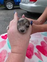 Hagert-Blue Merle, a male Pomeranian for sale in Arnold, MO – 2 of 4