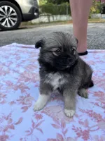 Della-Parti brindle , a female Pomeranian for sale in Arnold, MO – 3 of 5