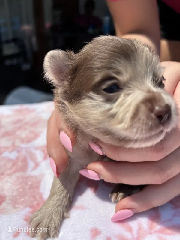 Bess-Lavender and Chocolate Merle – Pomeranian puppy for sale in Arnold, MO