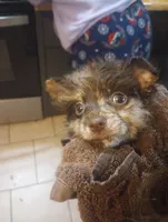 Bess-Lavender and Chocolate Merle, a female Pomeranian for sale in Arnold, MO – 4 of 10
