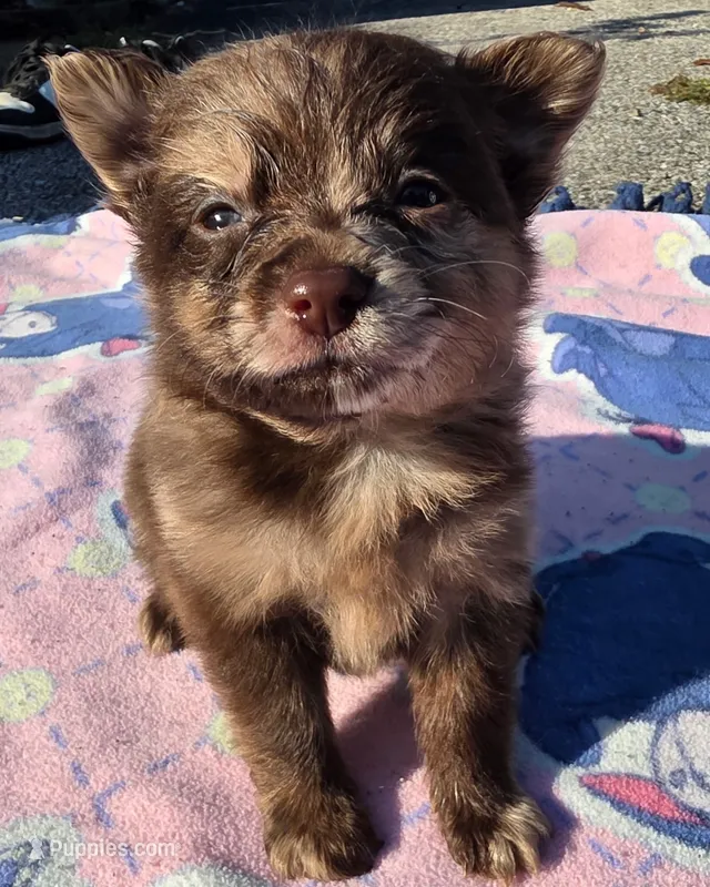 Hoss-Lavender and Chocolate Merle  – Pomeranian puppy for sale in Arnold, MO