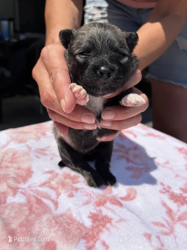 Della-parti Brindle – Pomeranian puppy for sale in Arnold, MO