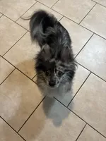 Albert, a male Pomchi for sale in Arnold, MO – 2 of 6