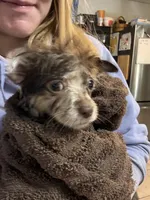 Bess-Lavender and Chocolate Merle, a female Pomeranian for sale in Arnold, MO – 6 of 10