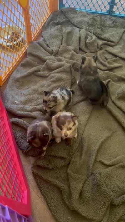 Bess-Lavender and Chocolate Merle, a female Pomeranian for sale in Arnold, MO – 5 of 10