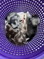 Hoss-Lavender and Chocolate Merle , a male Pomeranian for sale in Arnold, MO – 4 of 9