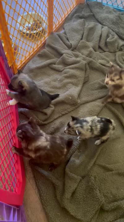 Hoss-Lavender and Chocolate Merle , a male Pomeranian for sale in Arnold, MO – 7 of 9