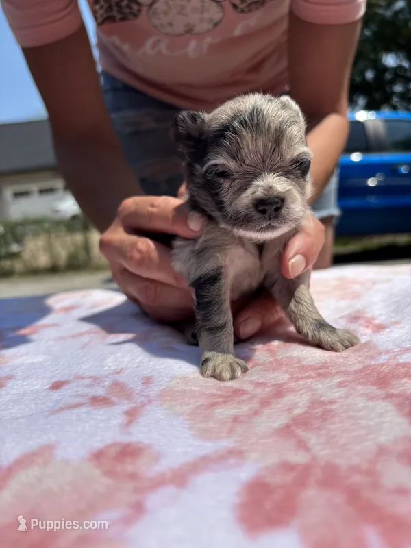 Hagert-Blue Merle – Pomeranian puppy for sale in Arnold, MO